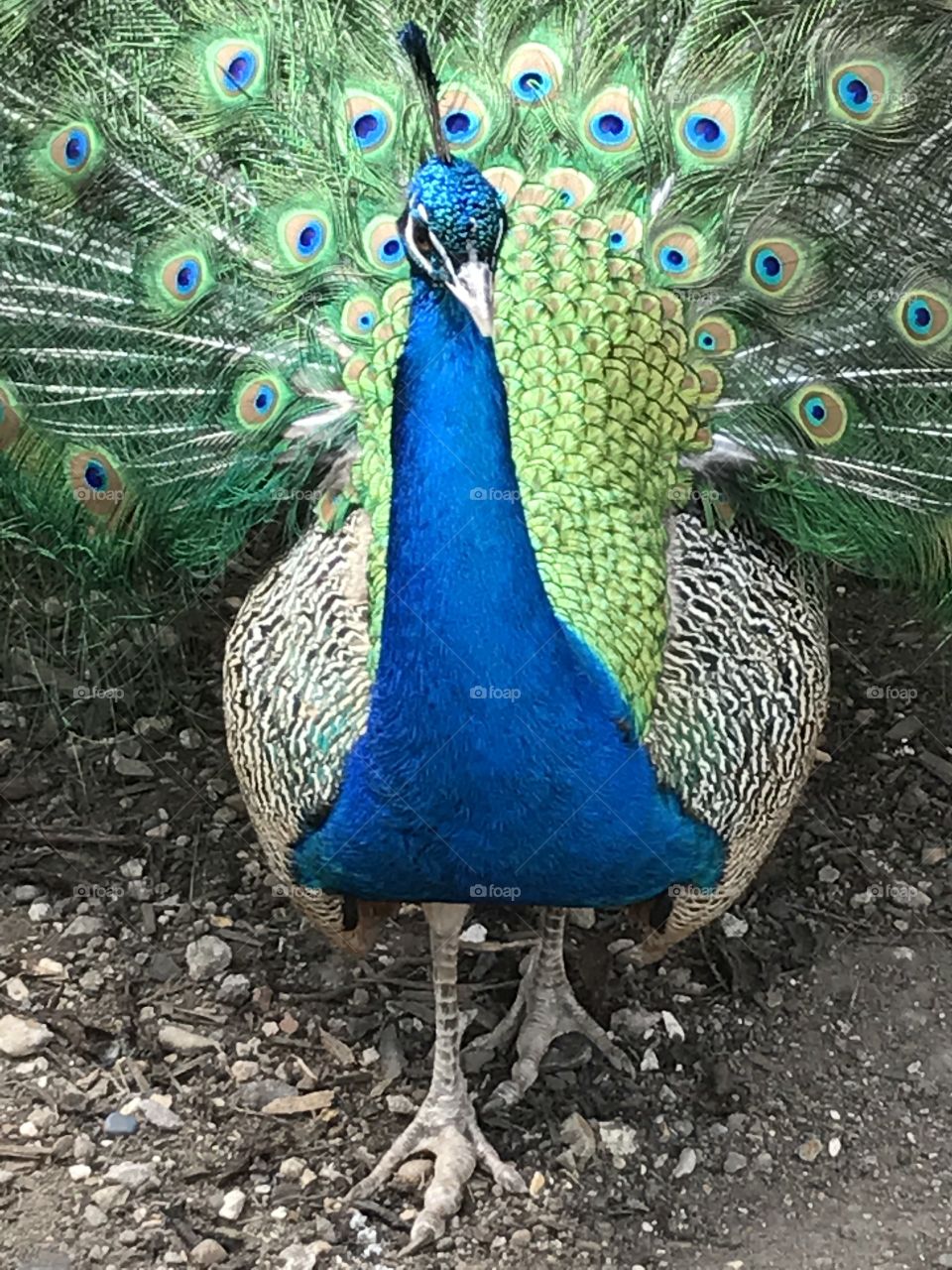 Peacock 