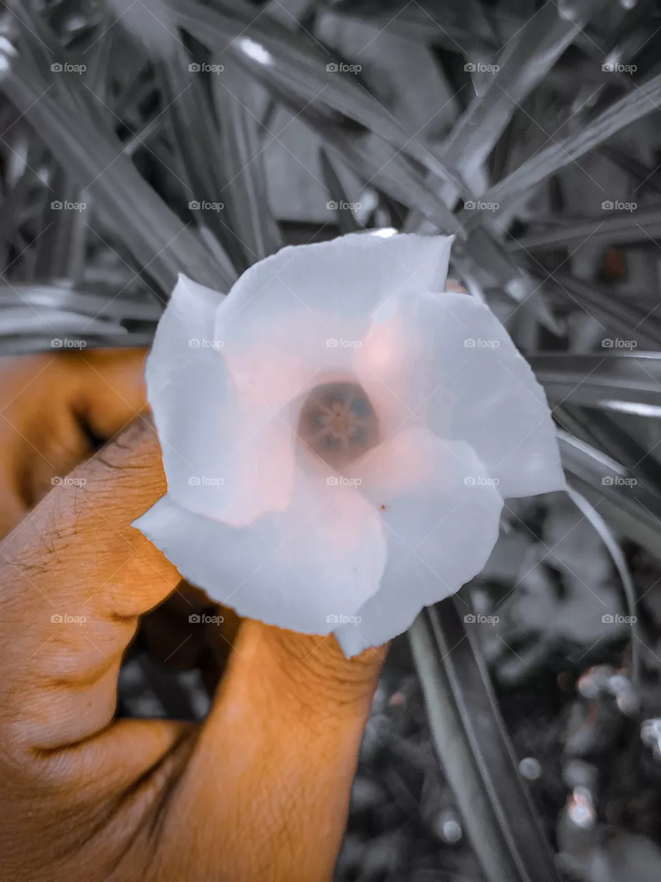 Indian Flowers