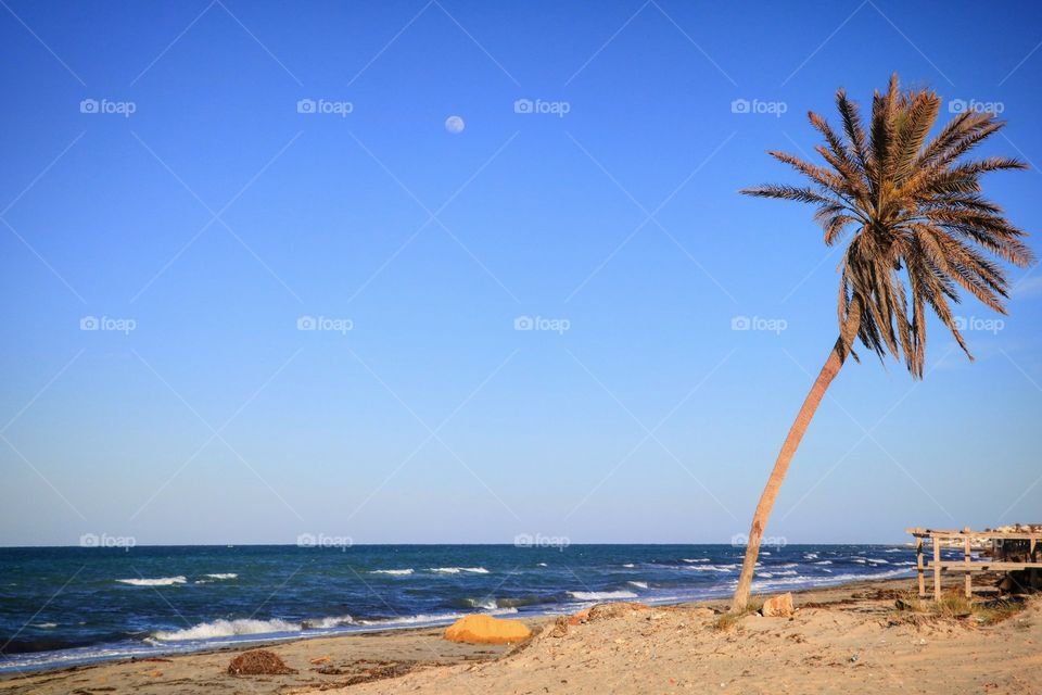 A palm tree and the moon on the beach in Djerba, Tunisia