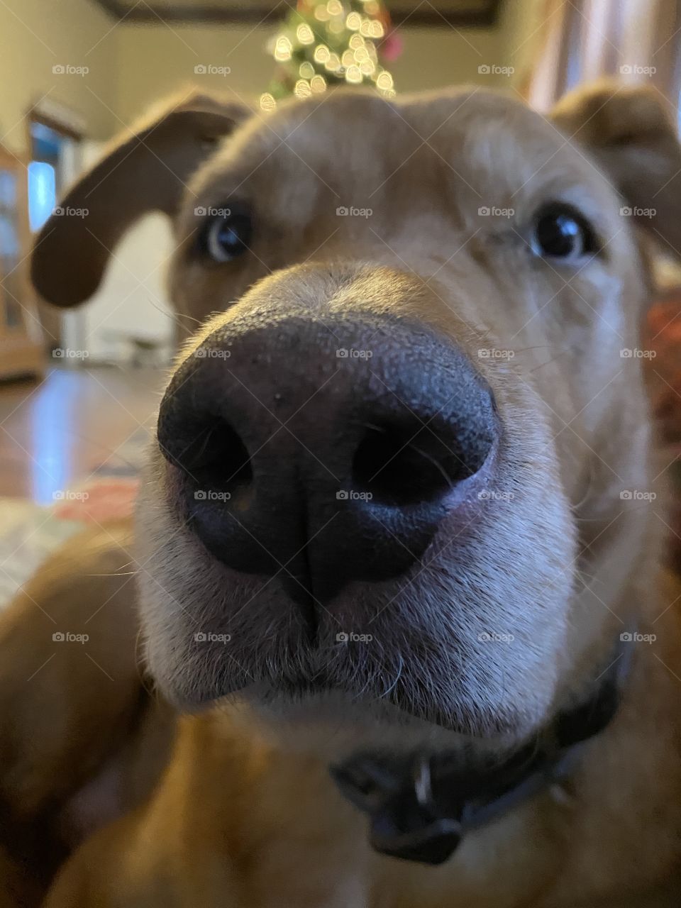 I see you are eating a cookie may I have one 