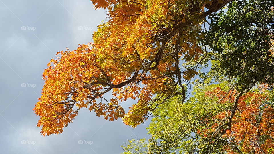 Colorful branch of maple with grey sky in background