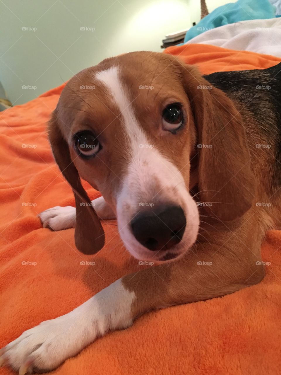 Guilty beagle