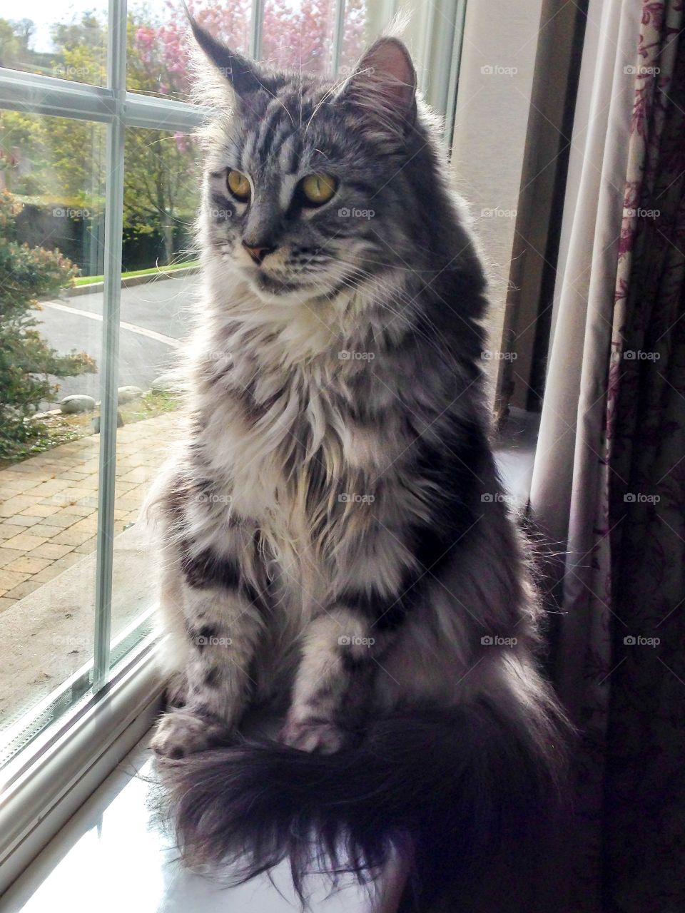 Maine Coon
