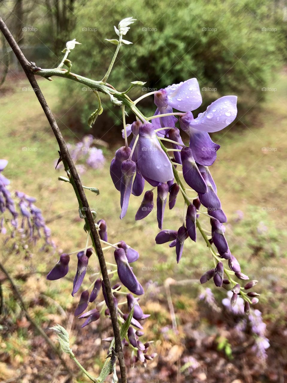 Wisteria bloom after springtime storms 