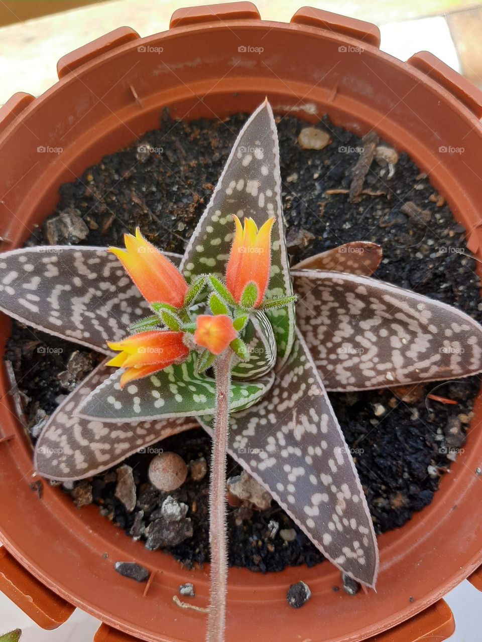 Friends Forever - Flowery Star Succulent Friendship