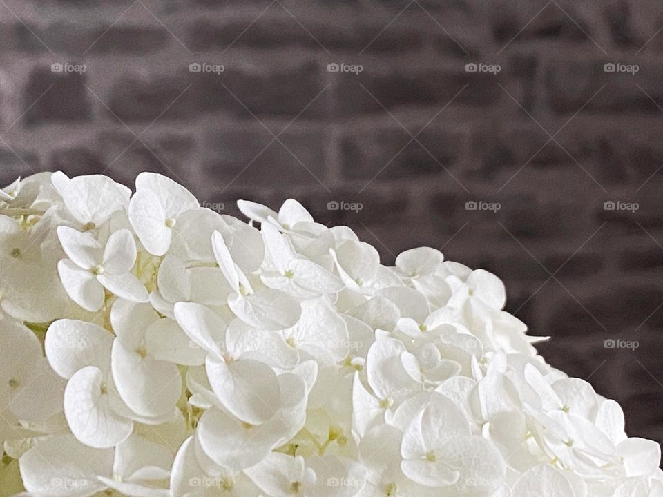 White hydrangeas in front of a brick wall
