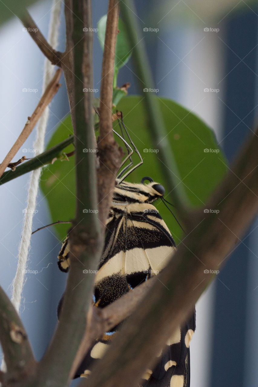 Newly hatched citrus butterfly!!!! 