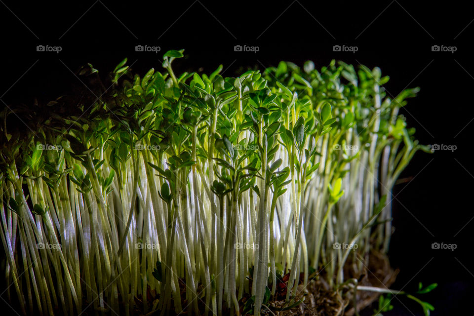 cress in the dark