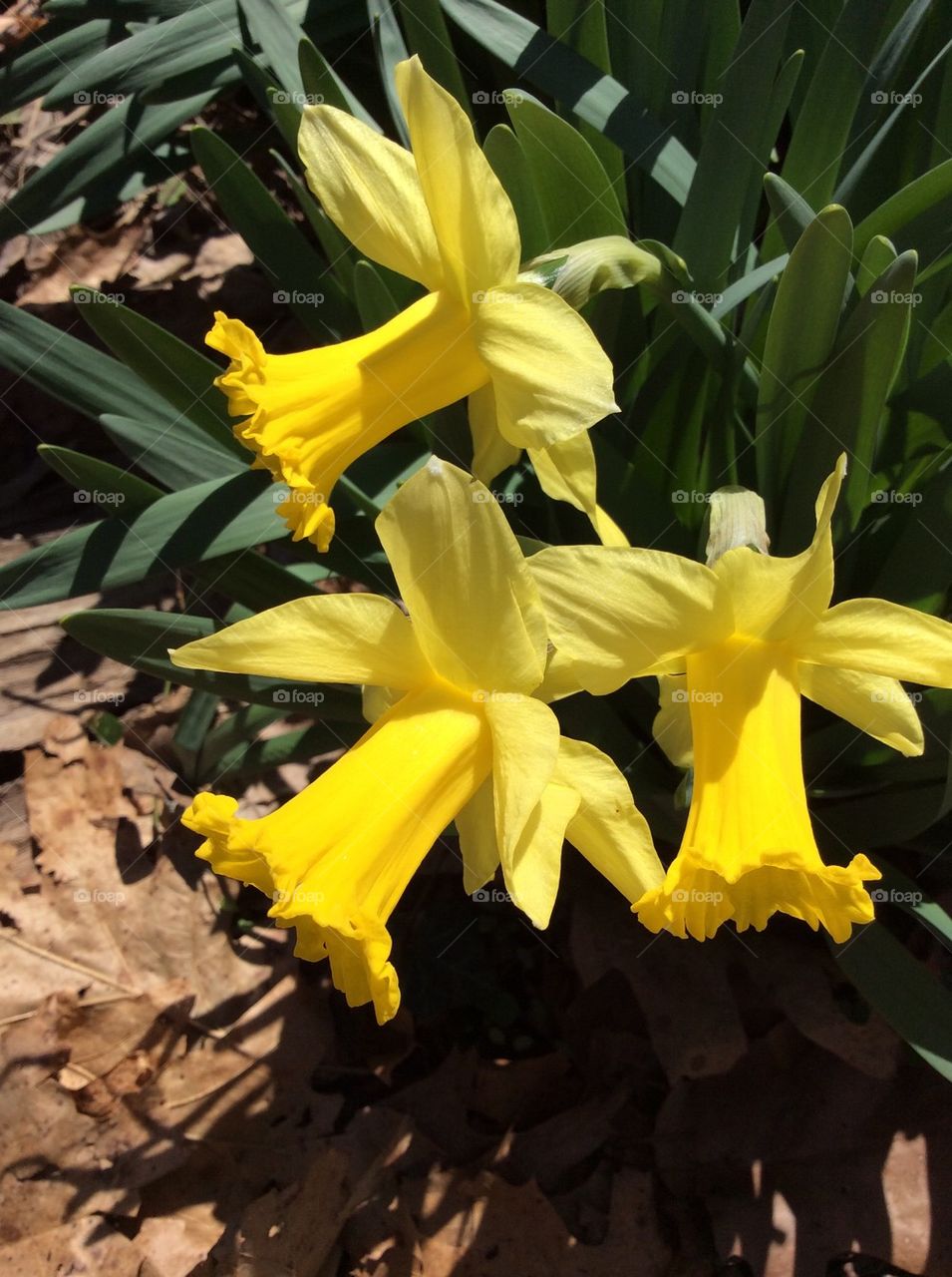 Daffodils