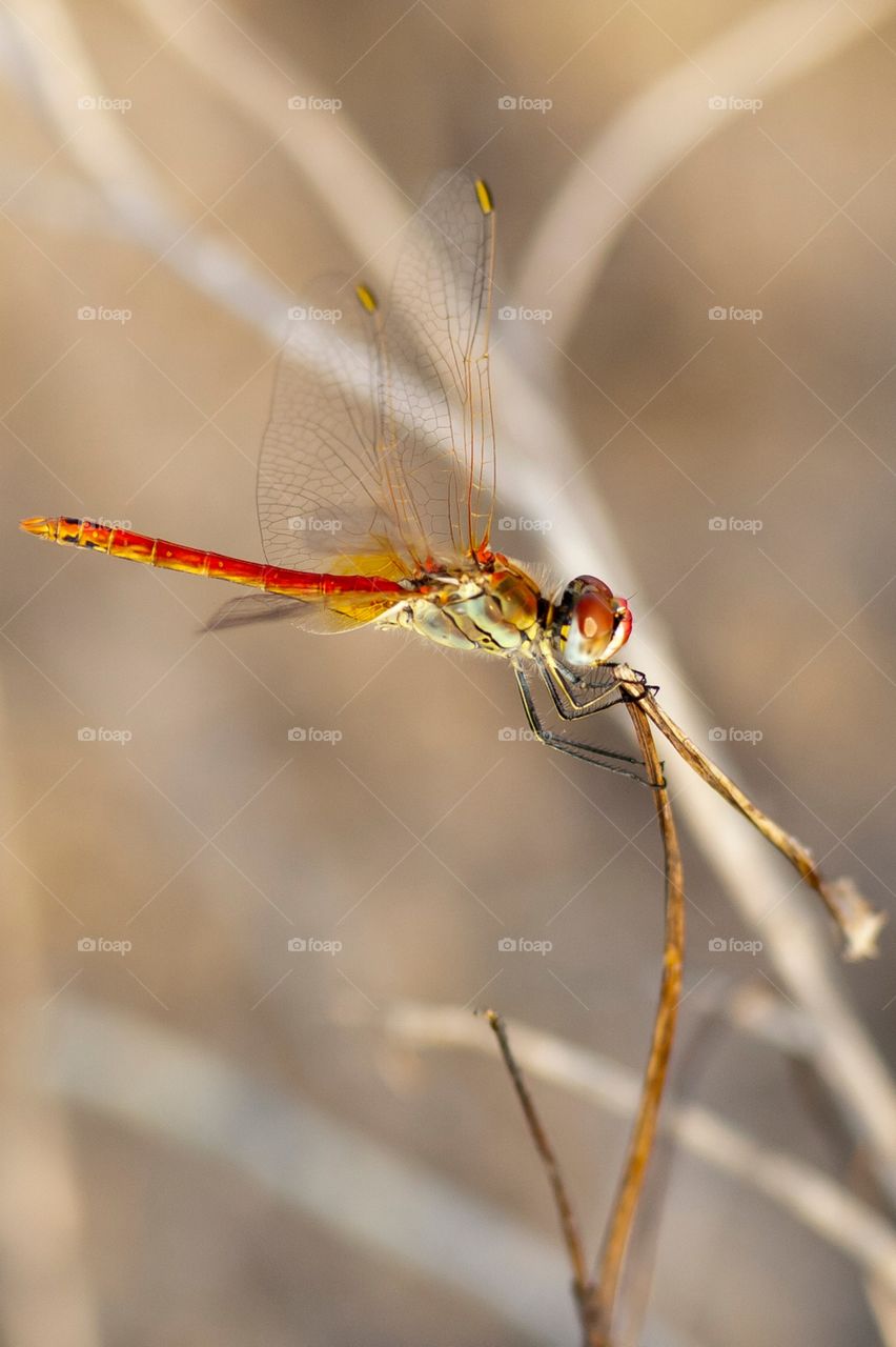 Libélula,dragonfly. 
