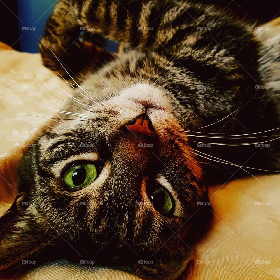 Kitty's world is upside down