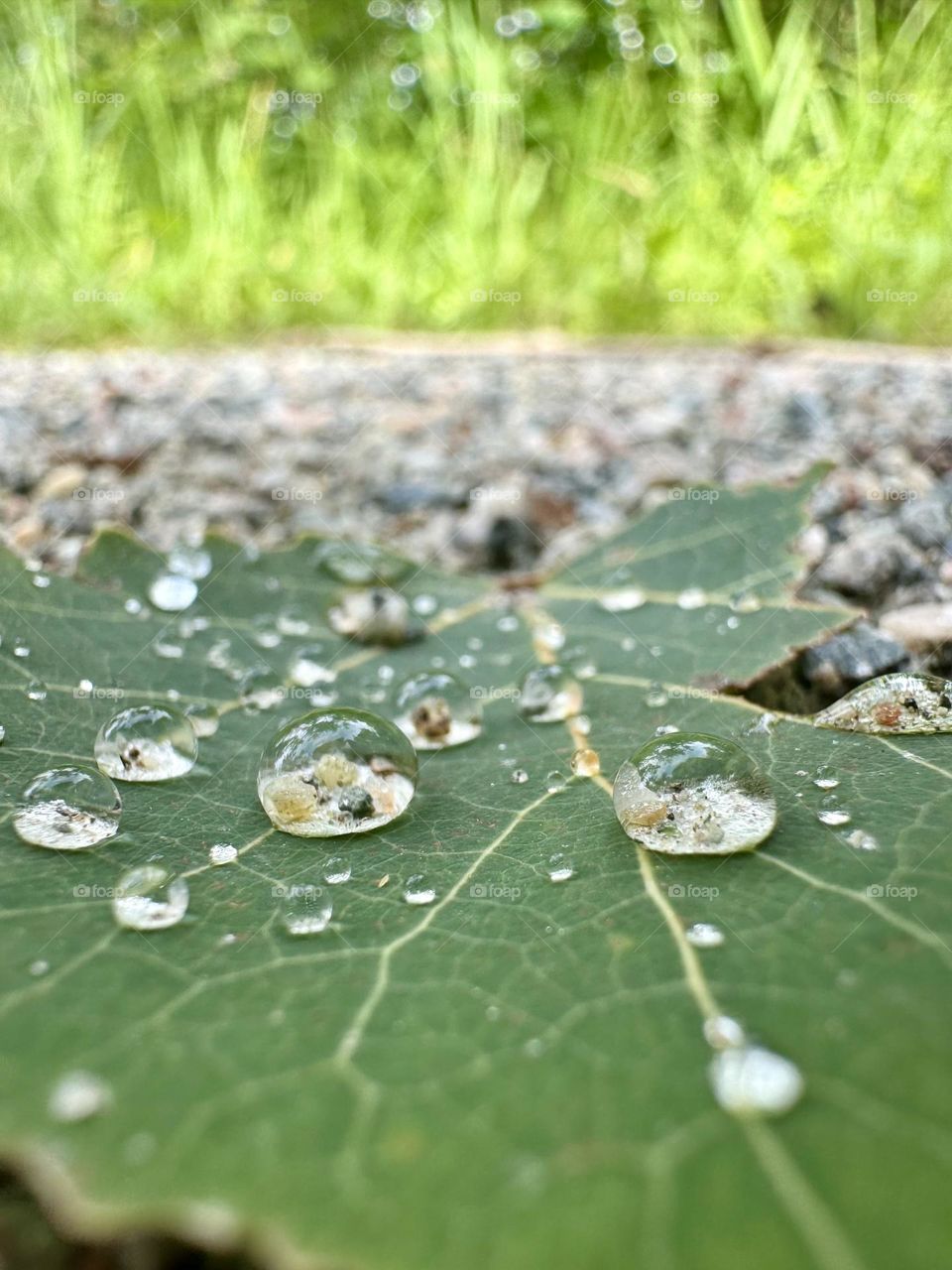 Water droplets on a leaf 🍃