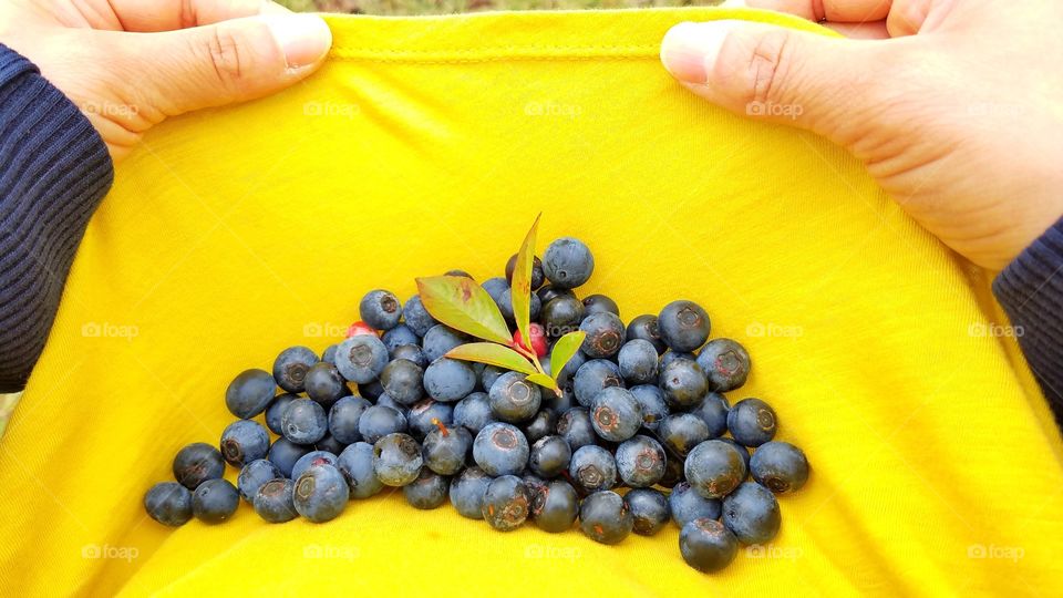 Blueberry picking season