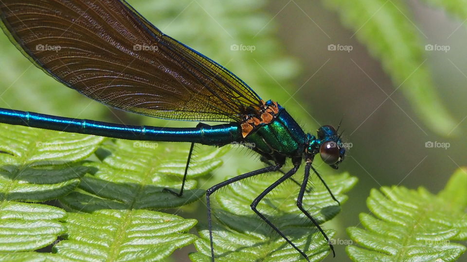 Caballito del Diablo