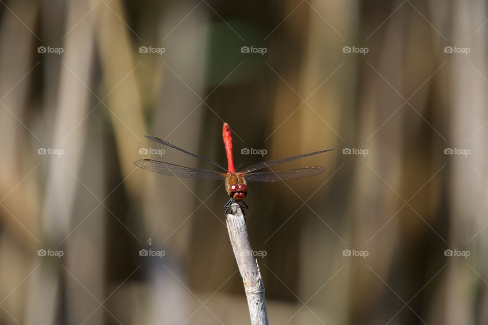 Red damselfly perching on plant