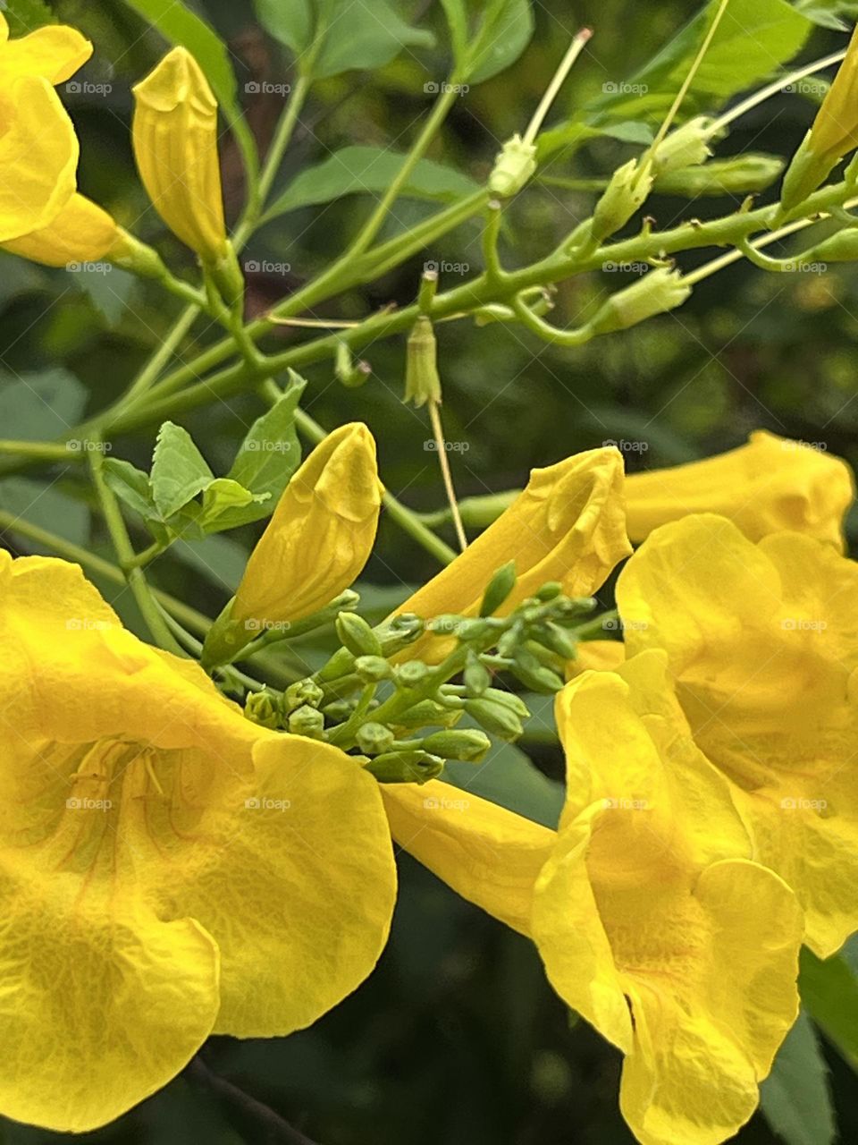 This is a yellow trumptbush in my garden , It is a tree that likes sunlight.