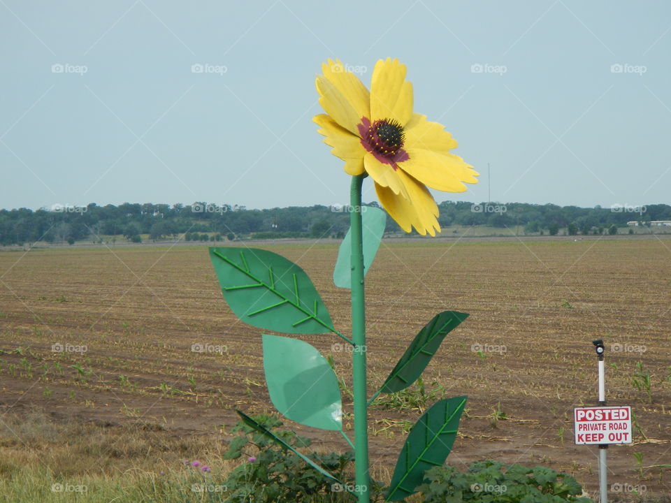 Sunny day. Sunflower