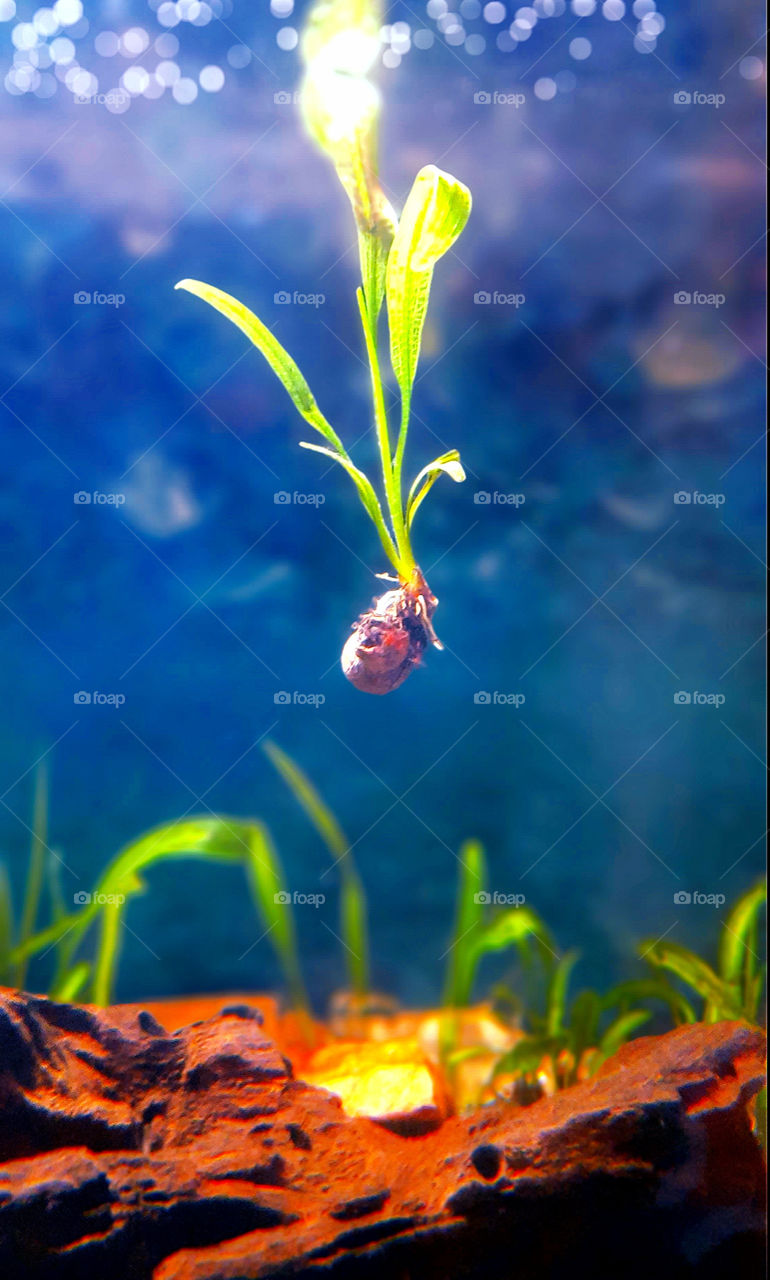 Underwater live plant seed captured. Amazing view ..