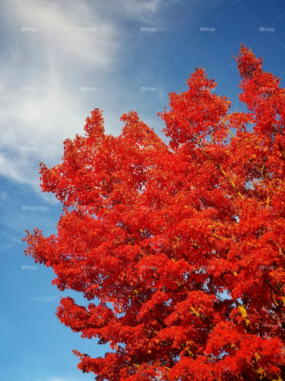 red tree