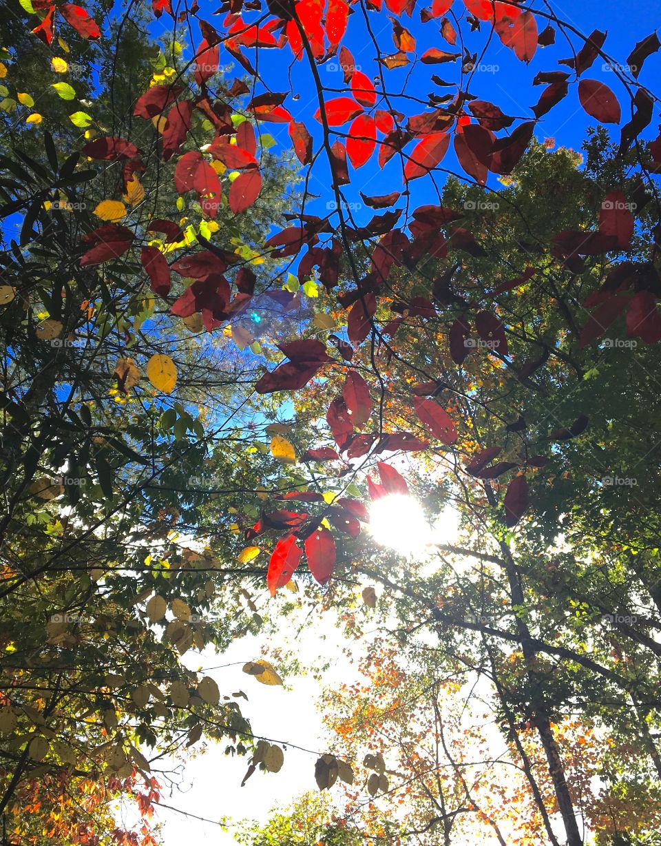 Fall foliage colors