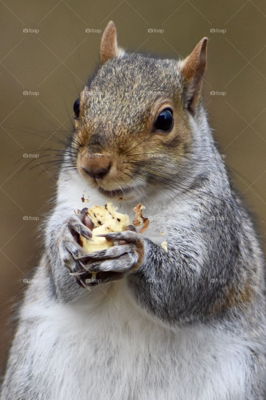 Squirrel Eating Acorn and Making a Mess