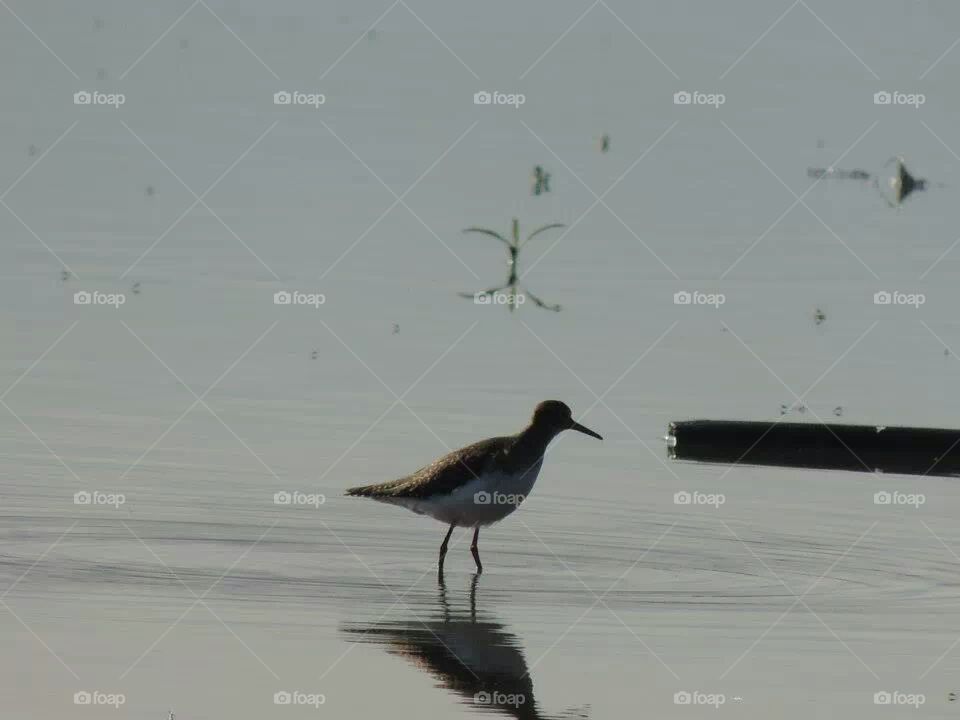 Sandpiper