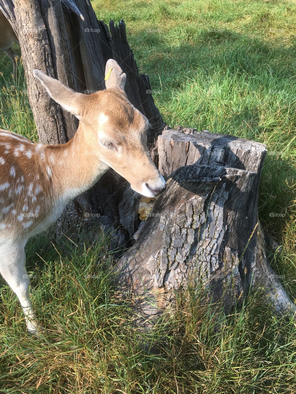 Fawn in the woods