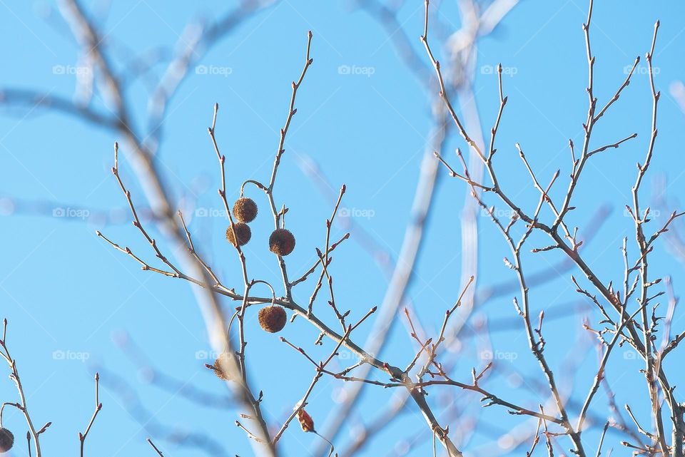 A tree during winter. Dry fruit on it.