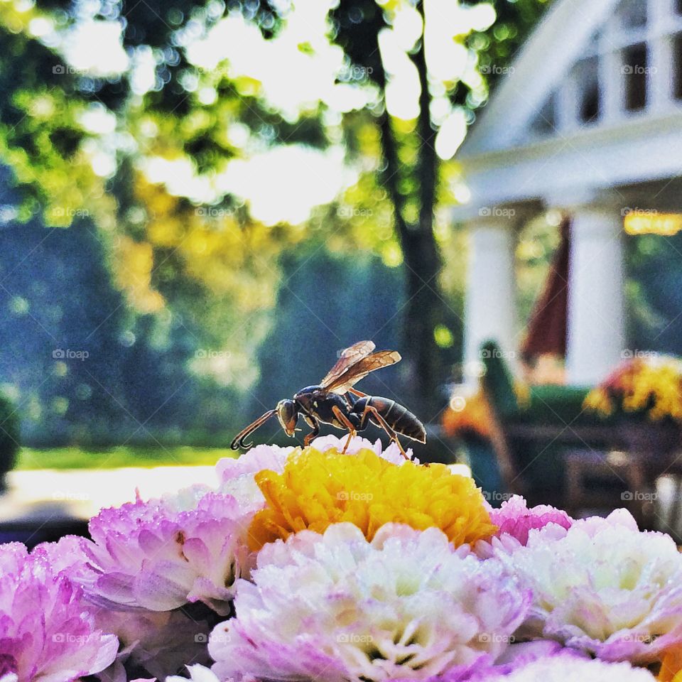 Wasp on mums in yard