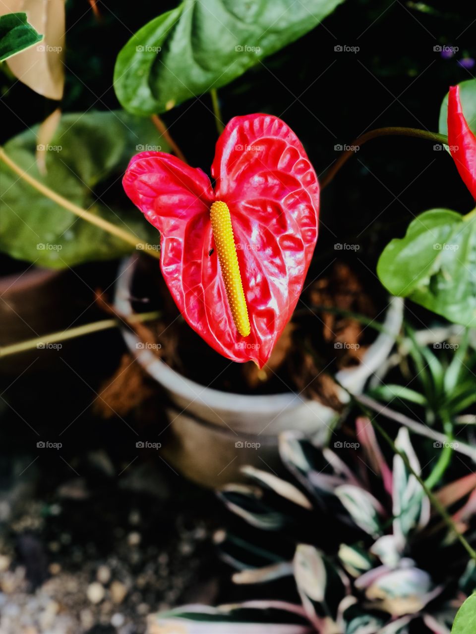 Colorful flower plant. Relax, clean mind with happy capture. Hobby. Like to post for see others. 