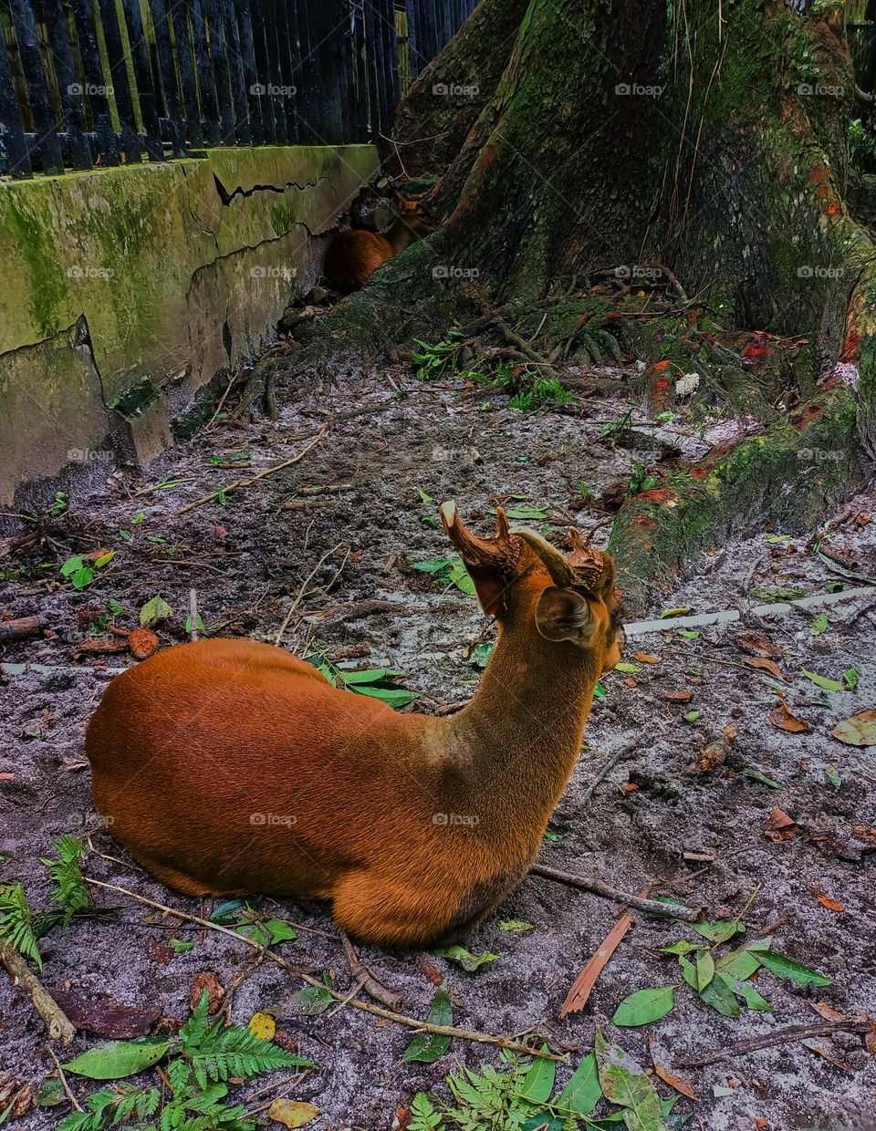 Reeves' muntjac, also known as the Chinese muntjac, is a species of muntjac found widely in southeastern China and
Taiwan. Reeves's muntjac at Frankfurt Zoo in siantar, North Sumatra, Indonesia
