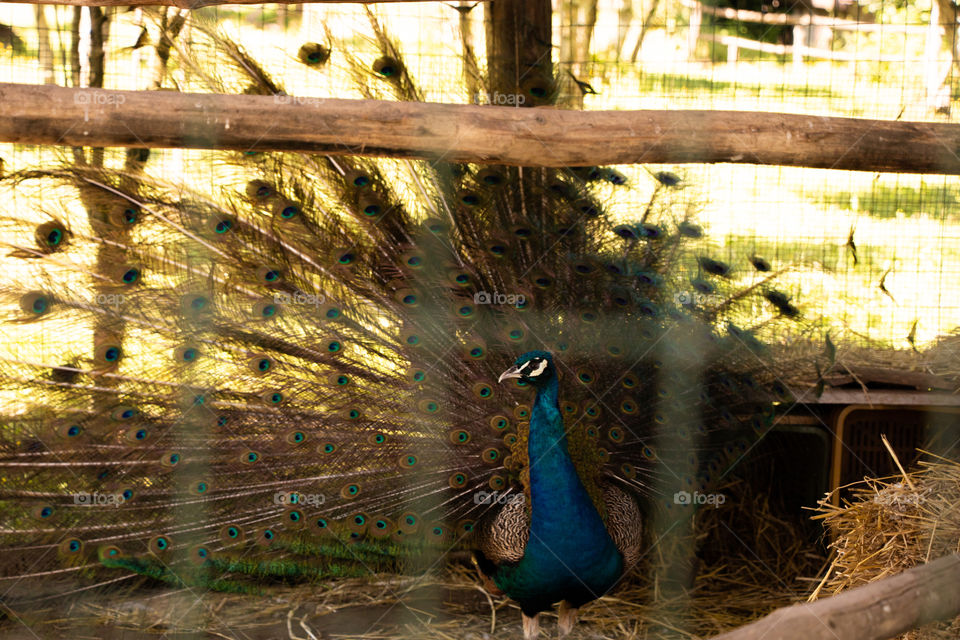 Peacock'sWheel