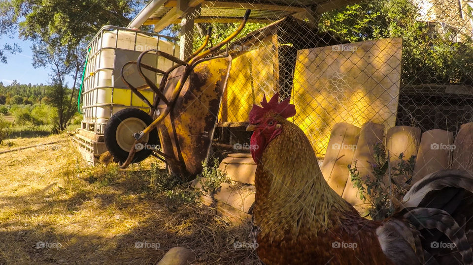 Closeup of a rooster in an old farm in Central Portugal