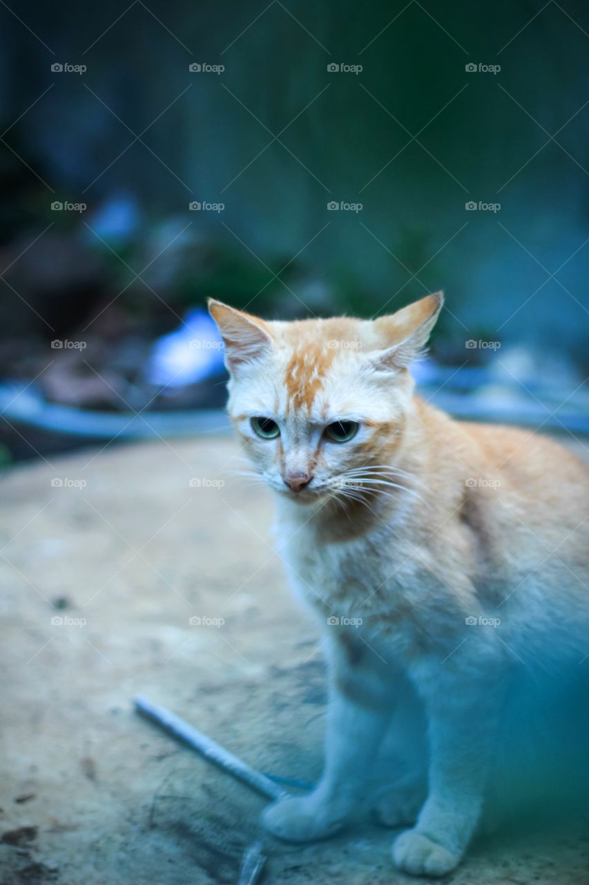 Persian breed orange cat portrait