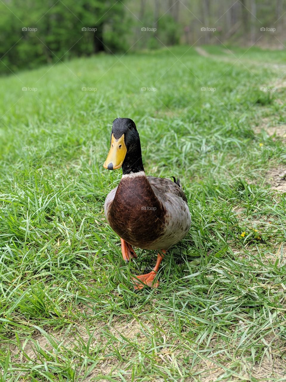 duck friend 1
