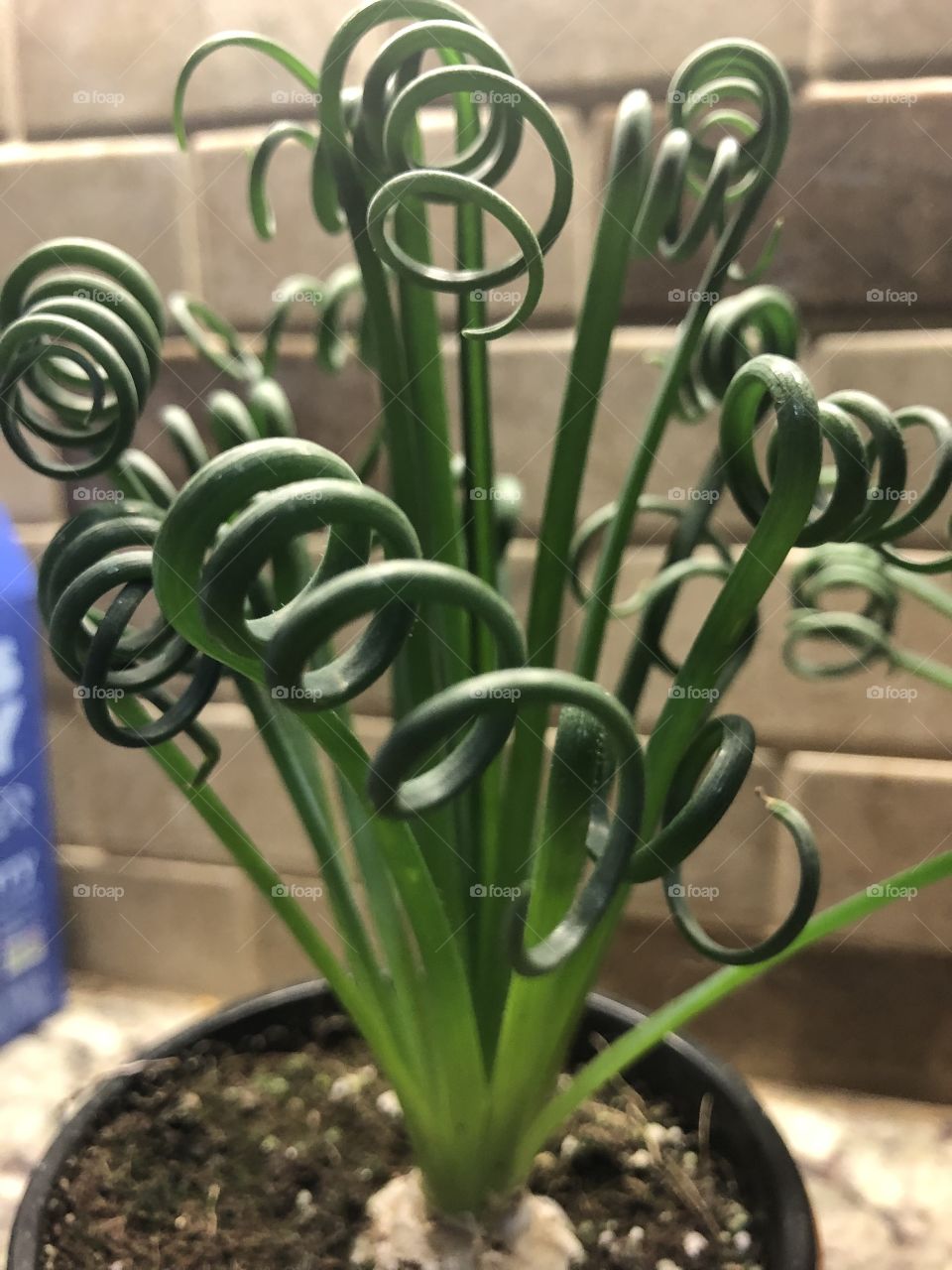 Frizzle Sizzle Plant