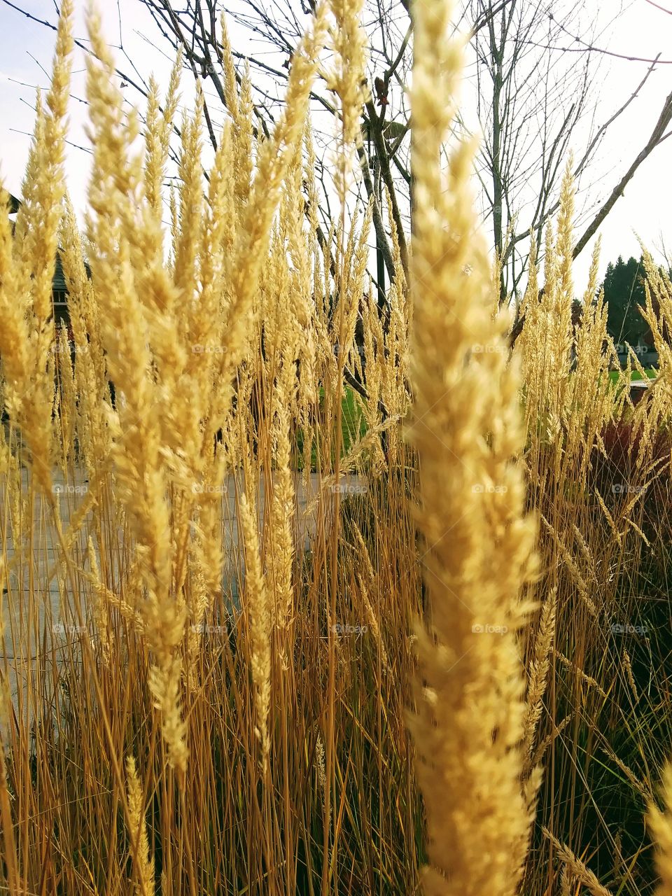 tuft of grass