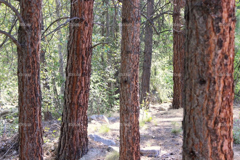 tree trunk