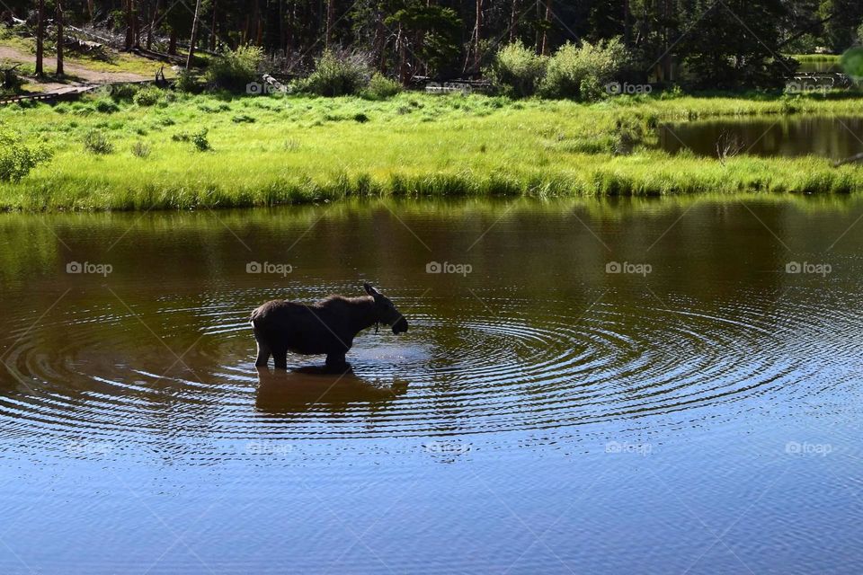 Moose wading in a lake at Rocky Mountain National Park. 