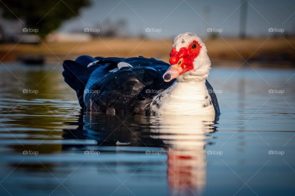 A Muscovy Duck patrols the pond at the city park. Murfreesboro, Tennessee. 