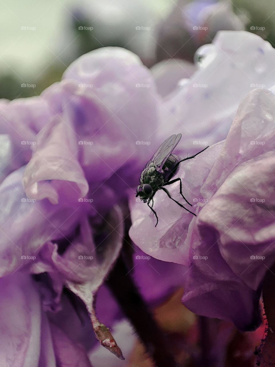 Closeup of a fly on a rose