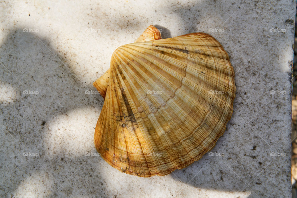 Scallop shell on wall