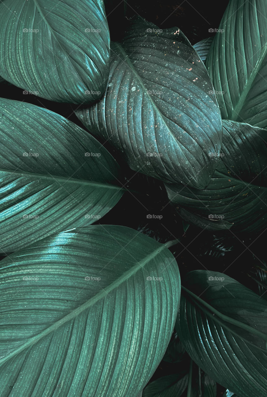 Phone wallpaper of green leaf 