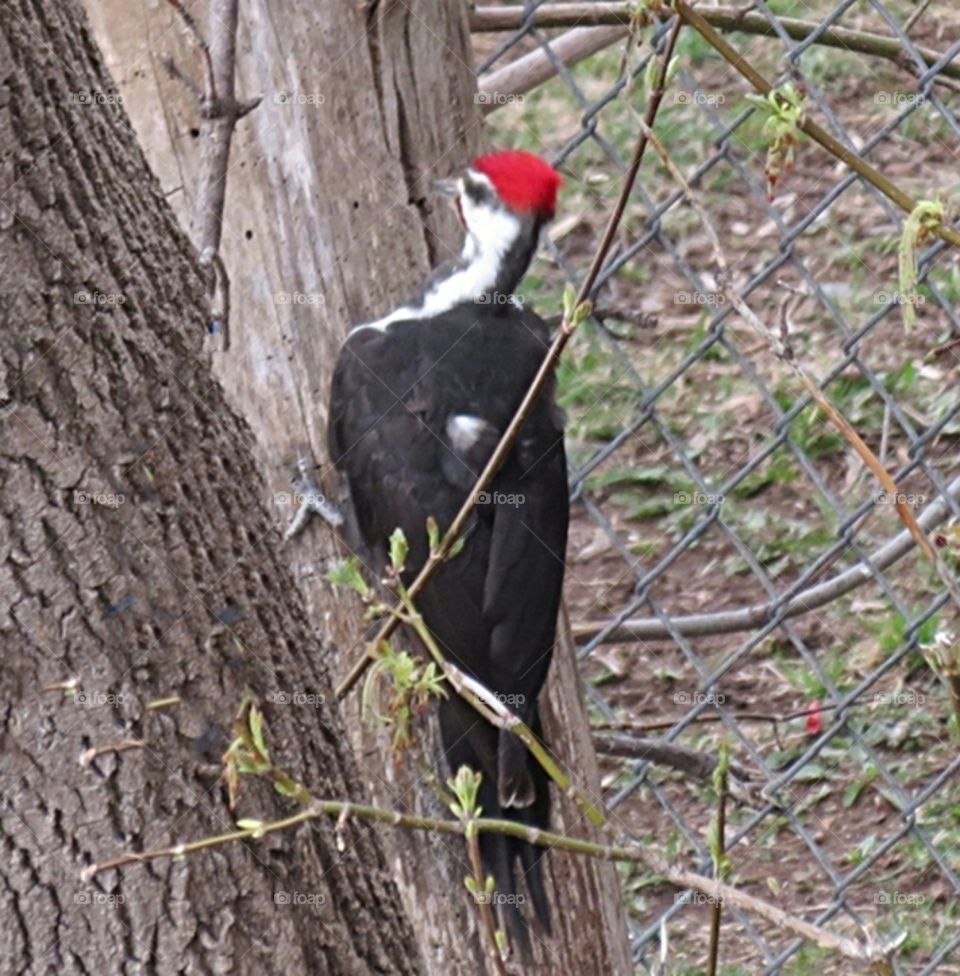 Pileated Woodpecker