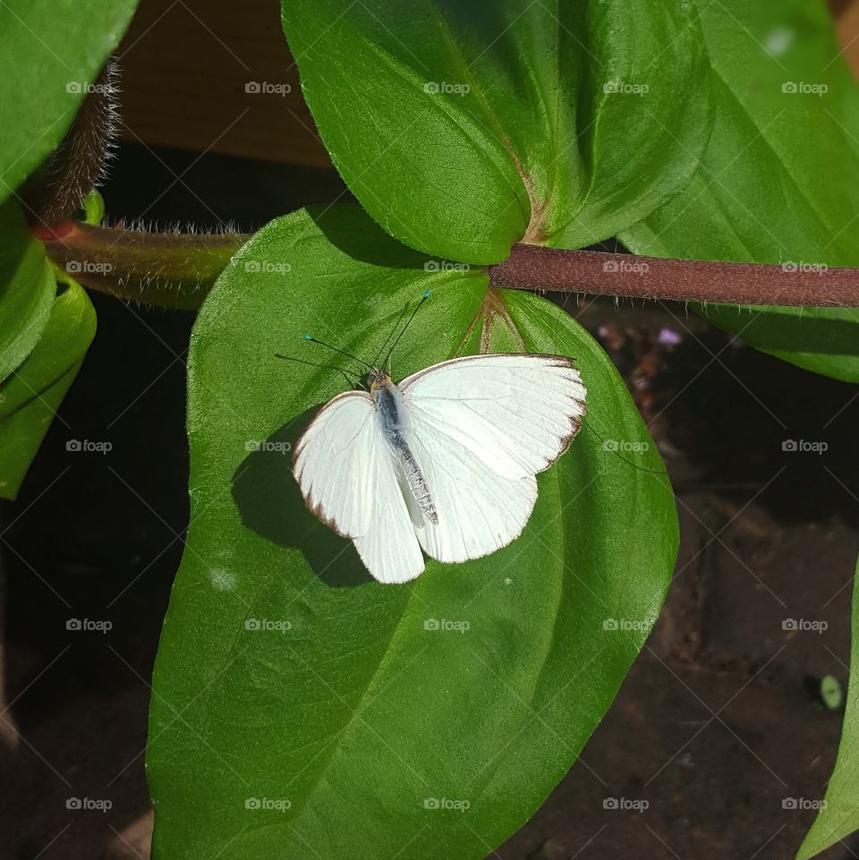 Leaf, Nature, No Person, Flora, Flower