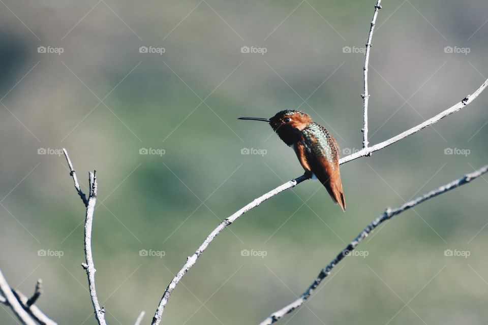 Hummingbird 