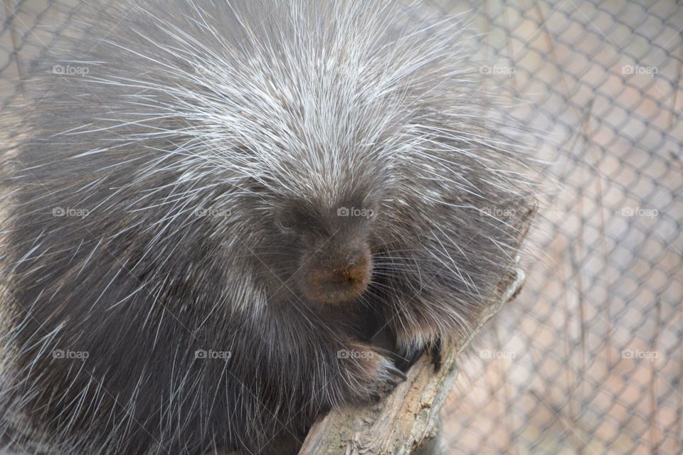 Porcupine 