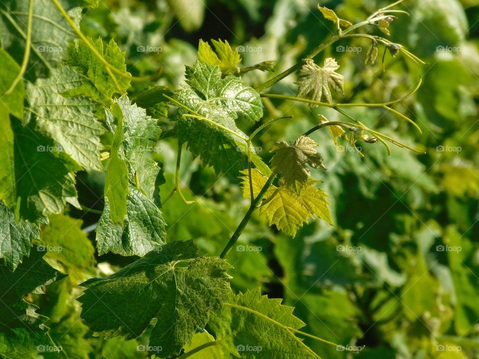 grape leaves