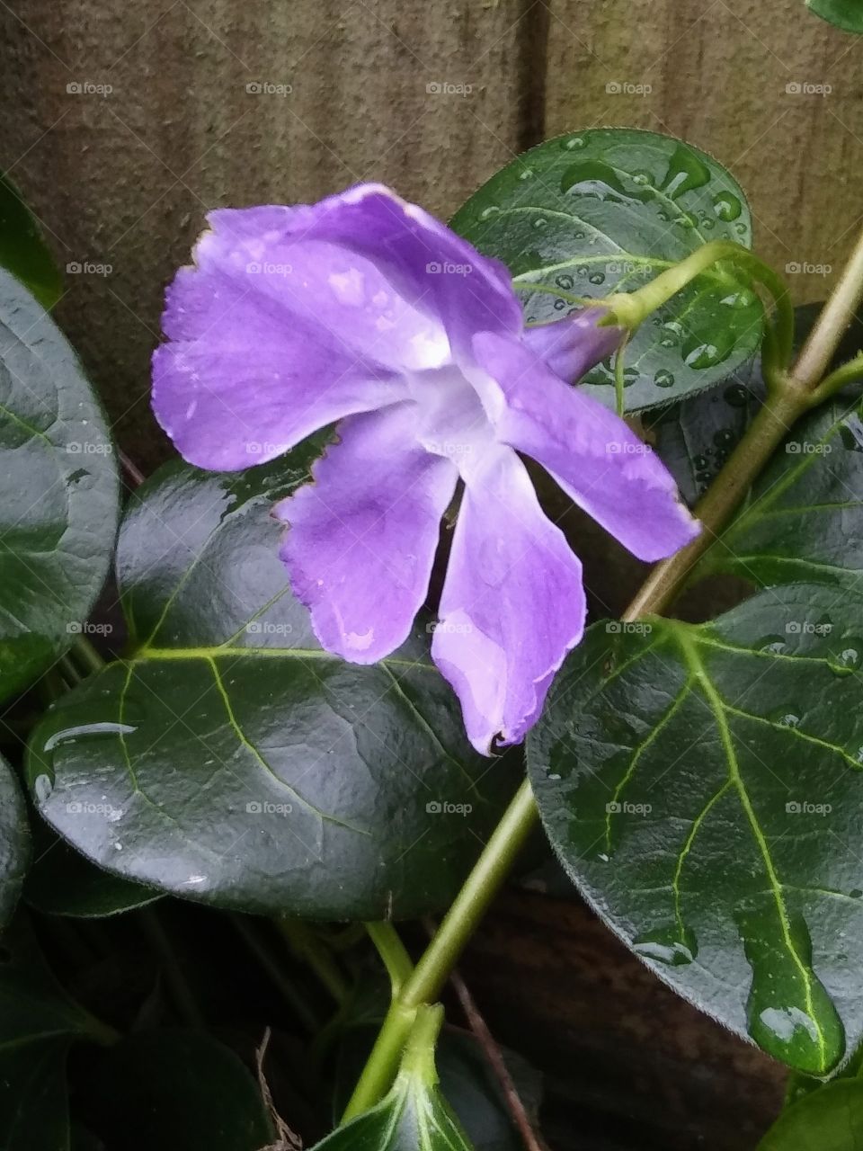 periwinkle in the rain