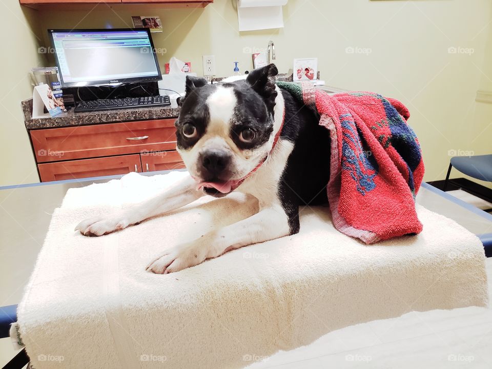 Boston terrier in a veterinarian's office for an exam